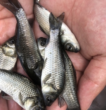 良种,优质快大,中科鲫鱼苗,品种靓货,兴国银鲫