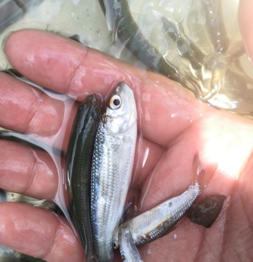 赤眼鱼苗场地直销快大良种鱼苗无病无伤易养欢迎选购