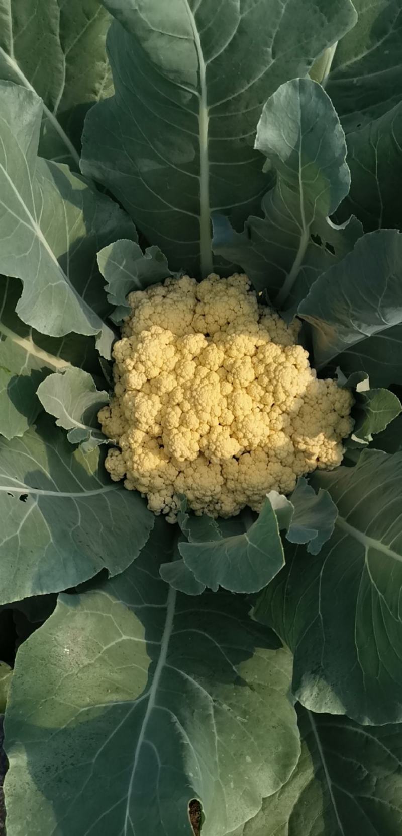 有机菜花,青梗半散小米粒.多少都是批发.