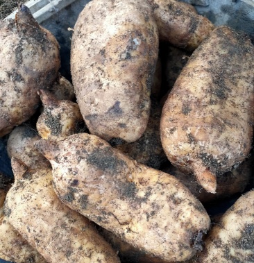 山野珍品宁陕宋氏富硒天麻