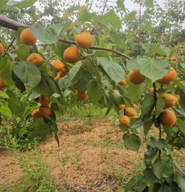 绥中的金太阳黄杏!甜口
