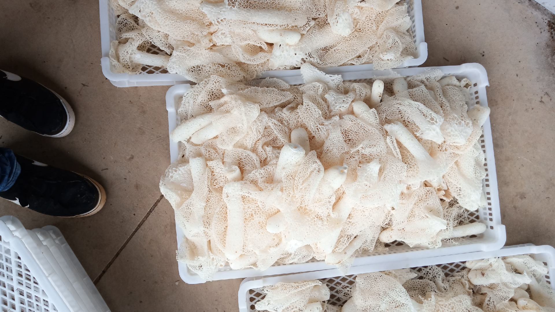 长裙竹荪采收与初步处理场景