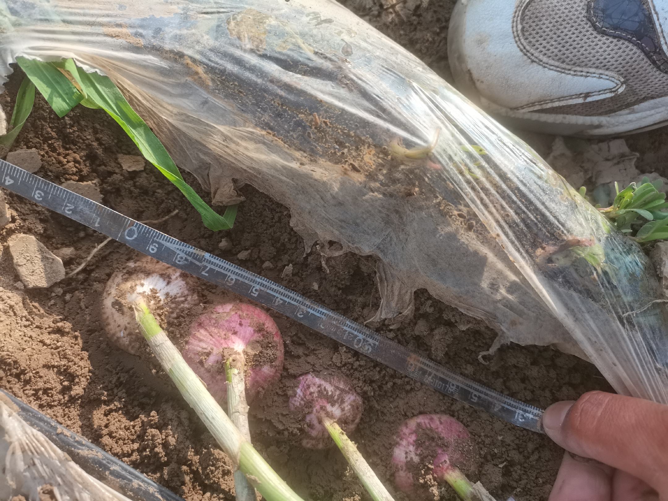 技术人员正在测量独头蒜田块产量,使用卷尺划定样方,手持电子秤称重鲜蒜,背景为整齐排列的收获蒜头,显示良好的鳞茎大小一致性 独头蒜高产田块测产现场