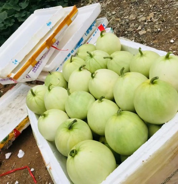 [甜瓜批发]广蜜一号珍珠香瓜价格3.00元/斤 - 一亩田