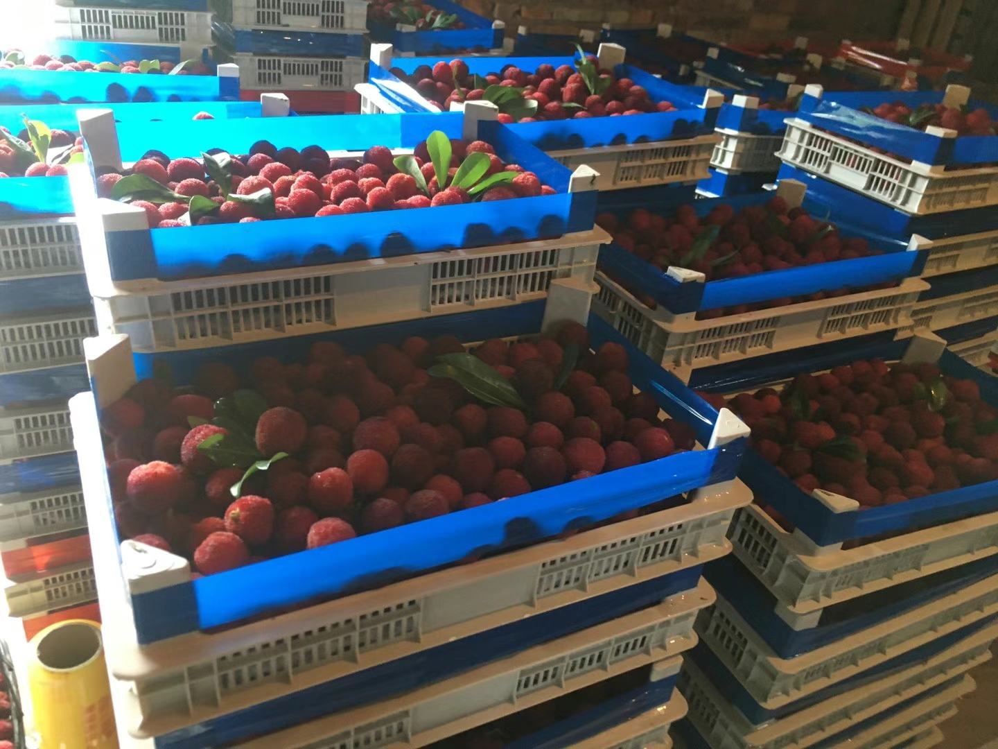 仓库内多名工作人员正在忙碌地打包东魁杨梅礼盒,纸箱上贴有‘顺丰速运’标签,背景可见堆叠的快递包裹和电子面单打印机,展现高效电商履约能力 东魁杨梅电商打包发货场景