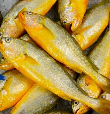 黄花鱼新鲜黄花鱼新鲜营养美味6斤1件冻鲜发货包邮