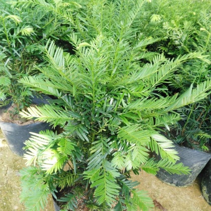 黑龙江东北红豆杉产地行情