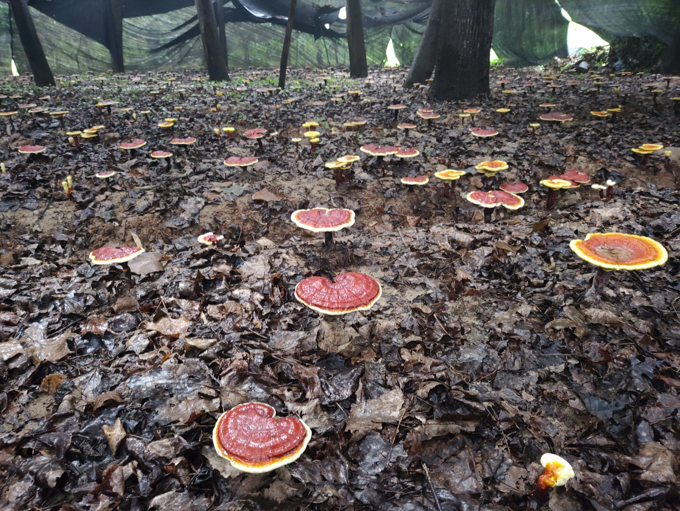 长白山原始森林中的野生赤灵芝生长环境