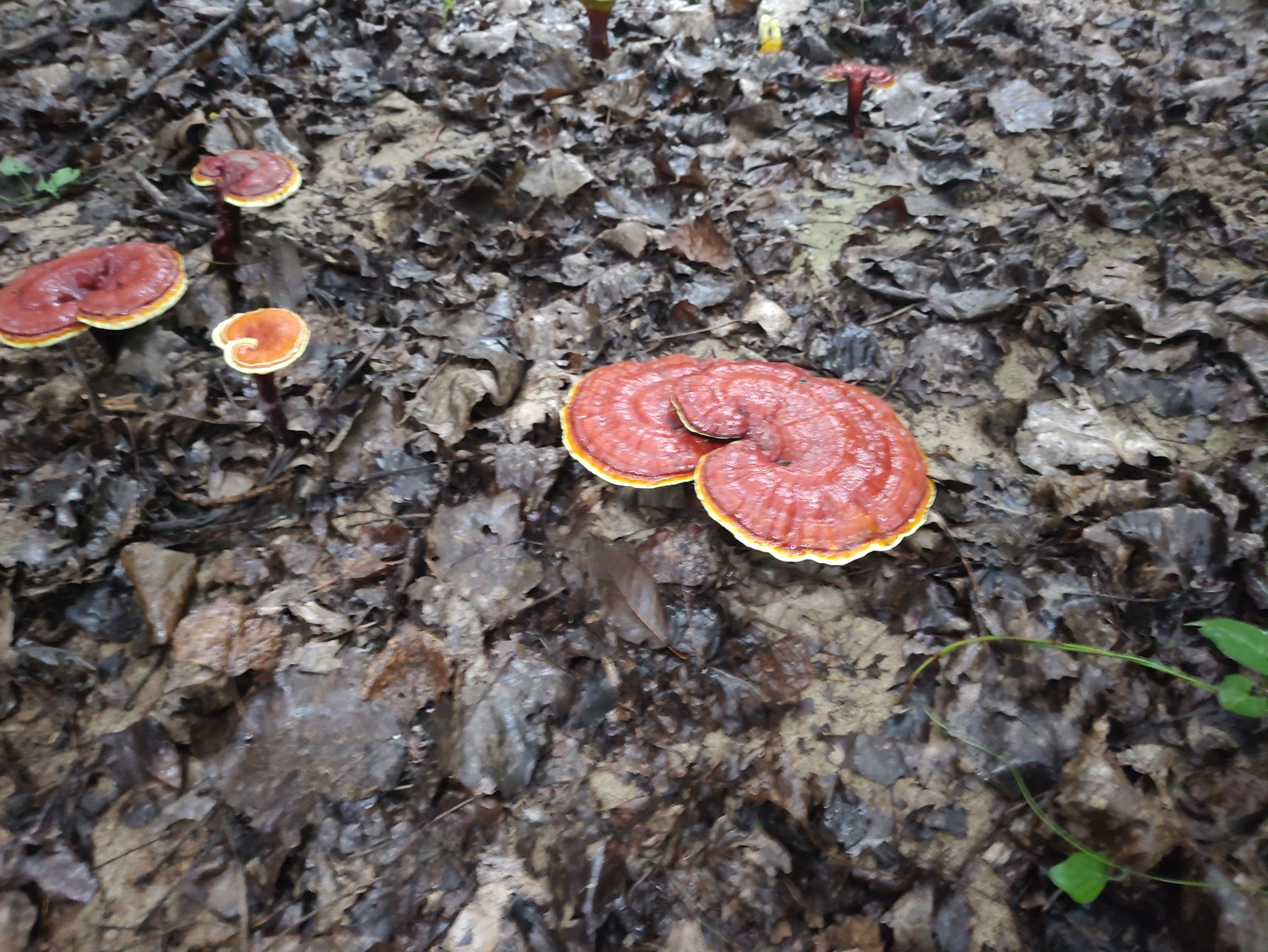 野生赤灵芝生长环境