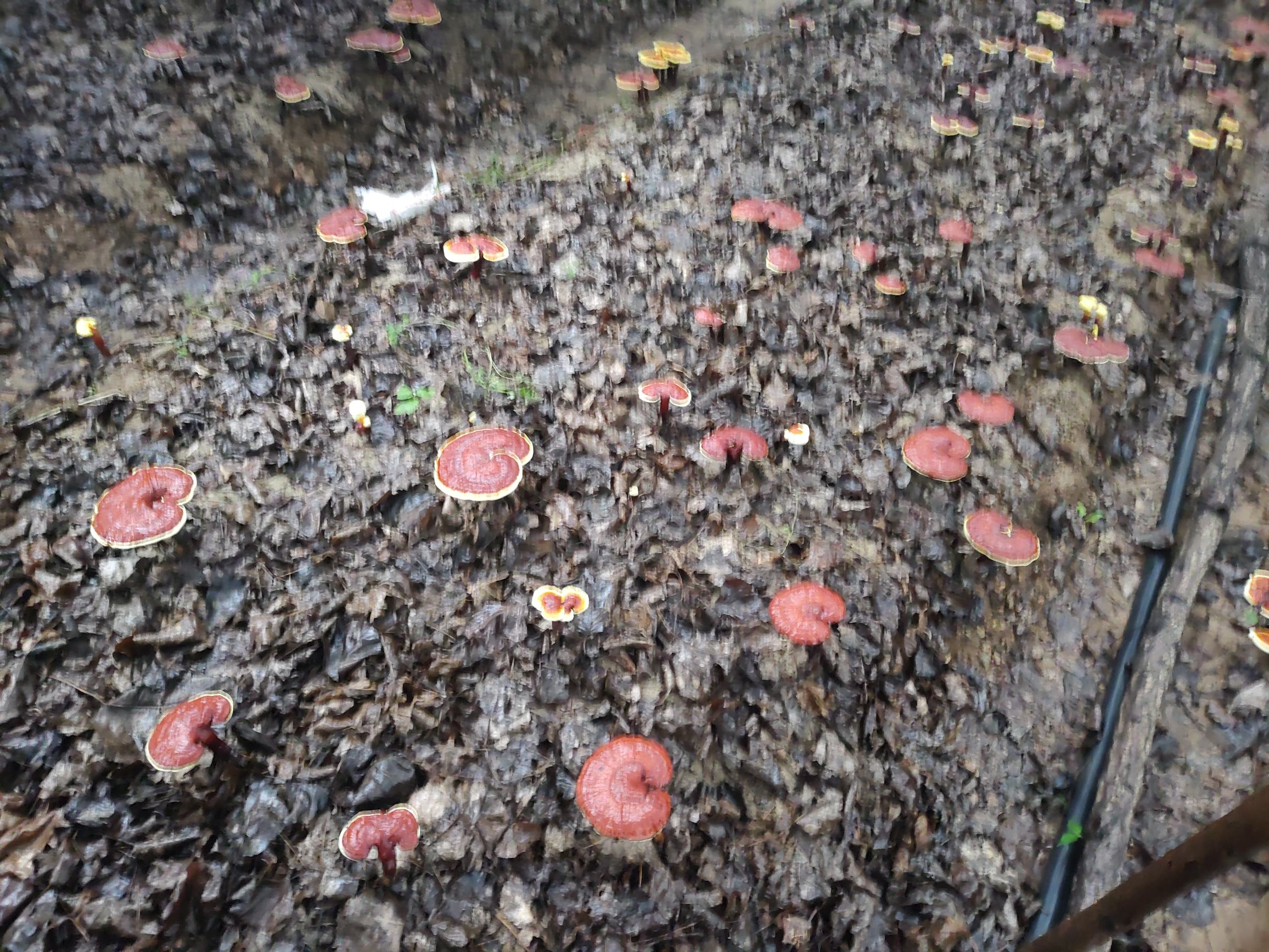 野生赤灵芝在林中自然生长的场景