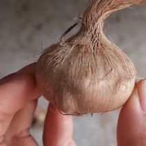 藏红花种球