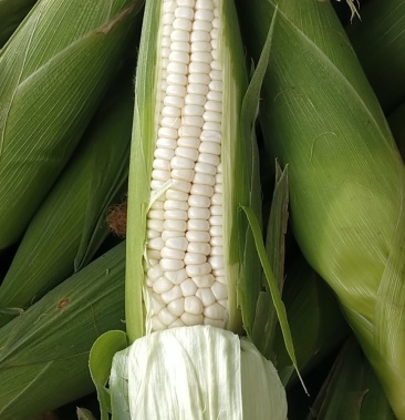 万糯200中科秦龙14大量上市