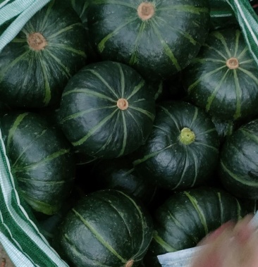 山东省青市贝贝基地