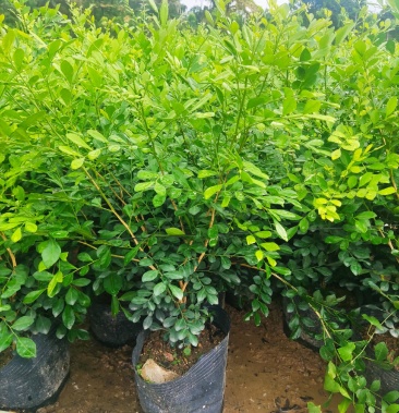 九里香苗千里香袋苗四季开花花朵浓香