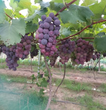 临海市河头镇大石品牌巨峰品牌葡萄