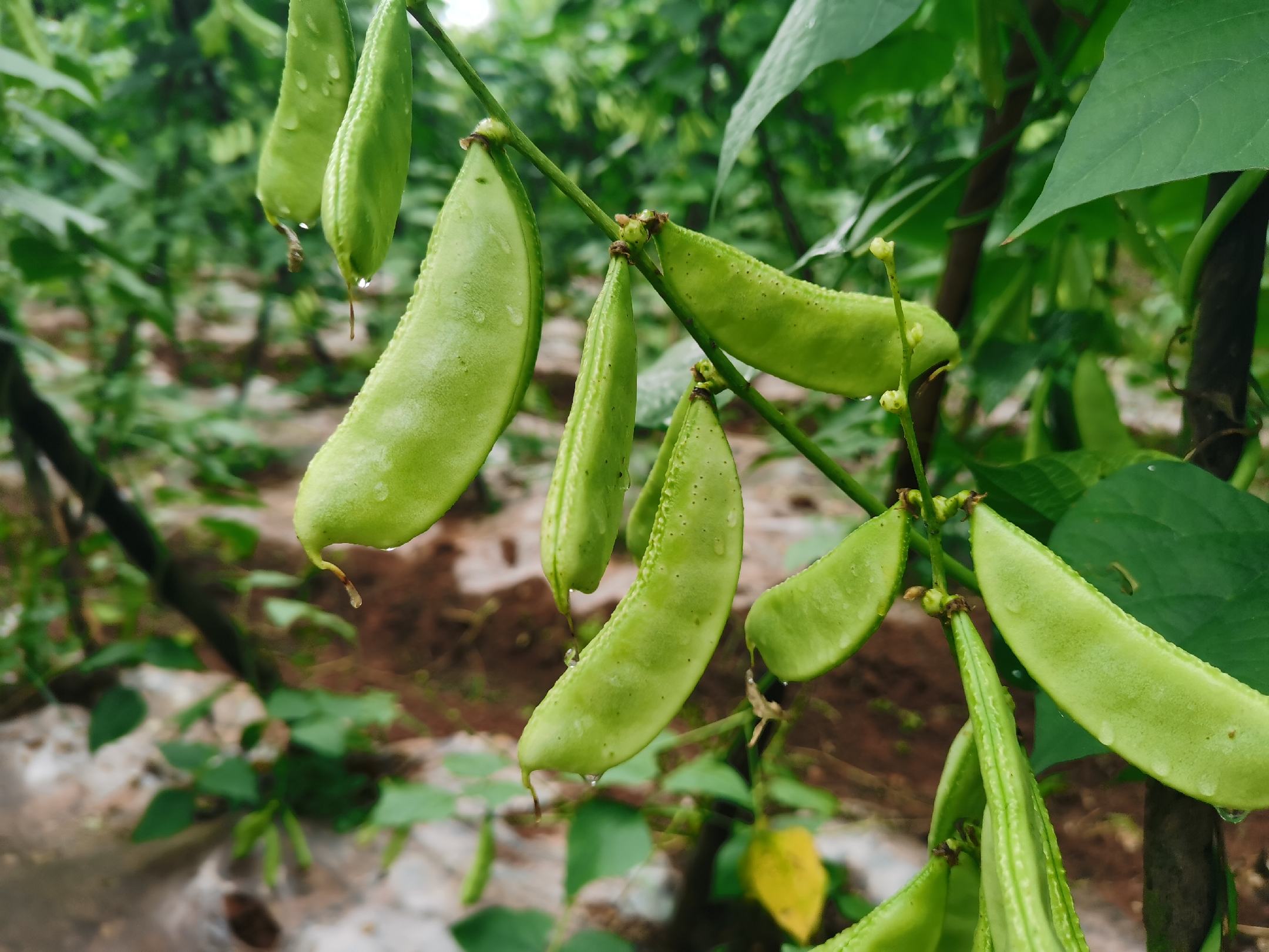 扁豆植株与豆荚特写