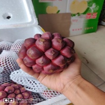布福娜