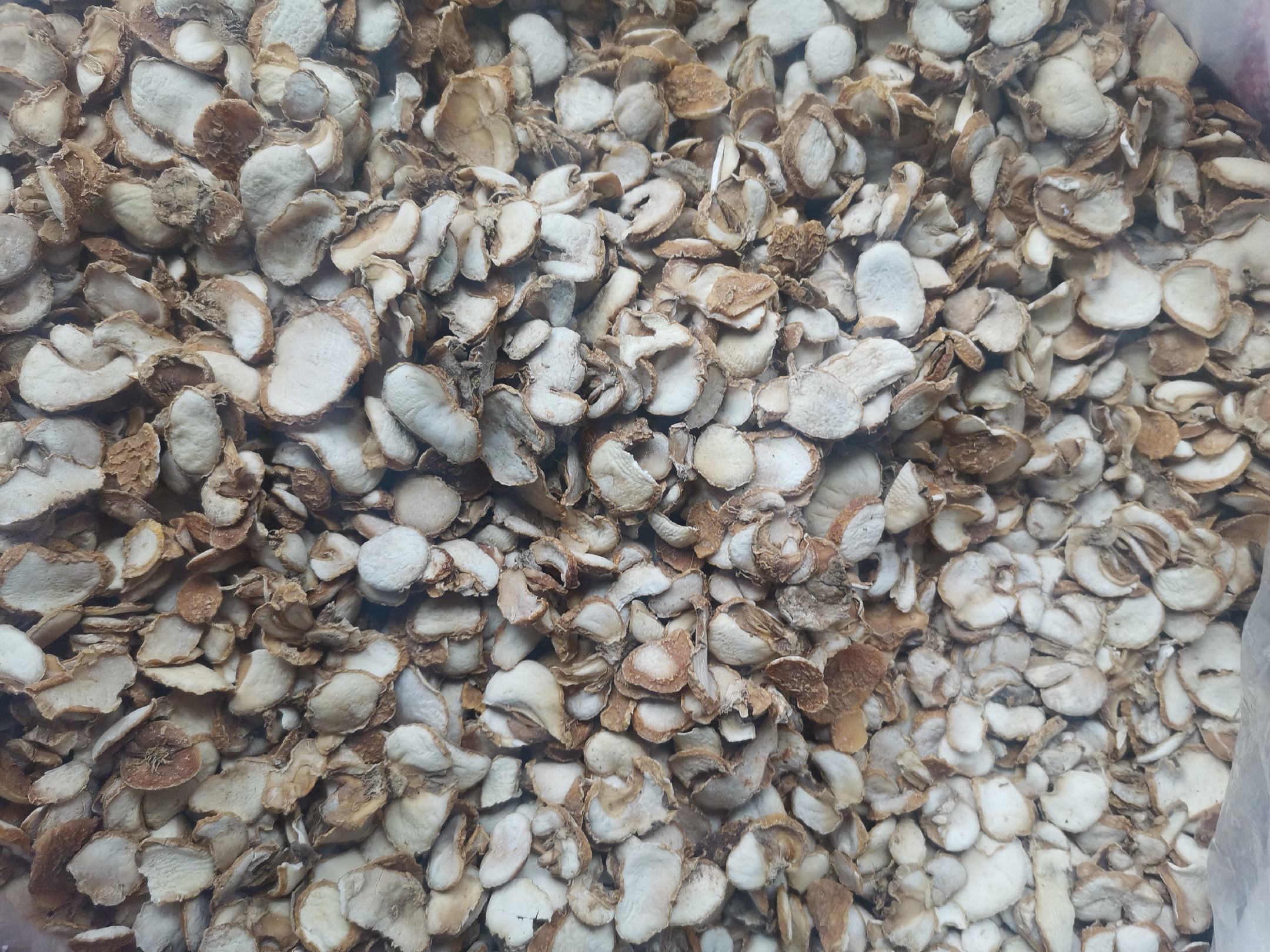 展示干燥的枇杷叶与浙贝母中药材,背景为中药材展示台 枇杷叶与浙贝母中药材图