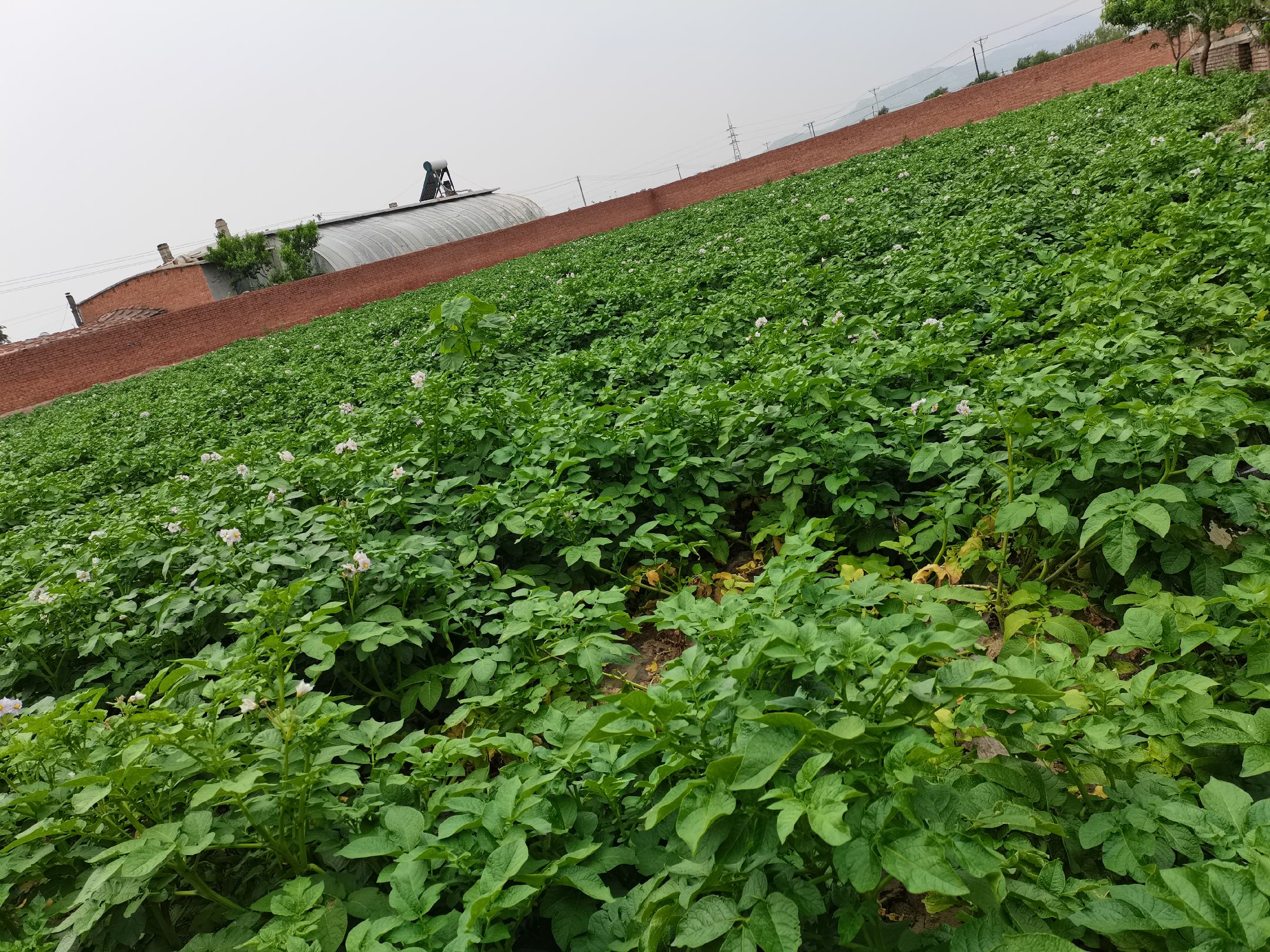 荷兰十五土豆田间生长实景