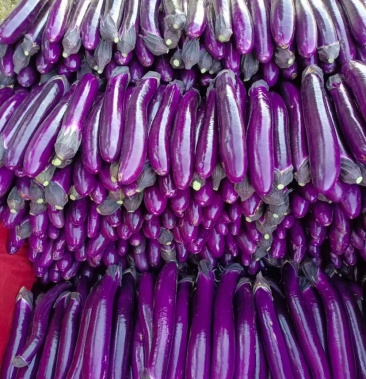 [广茄批发]广茄价格0.70元/公斤 - 一亩田