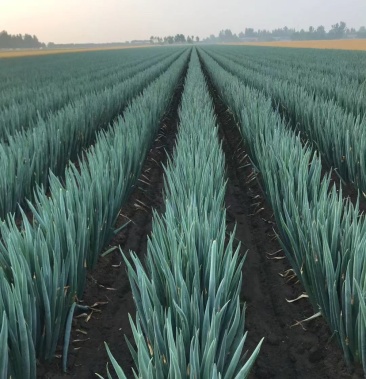 [铁杆大葱批发]精品大葱,自己家种的,价格认可议价格1.