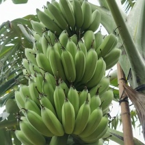 金粉一号蕉苗、香蕉苗