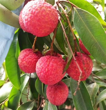 [荔枝批发]贵妃红荔枝价格7.00元/斤 - 一亩田