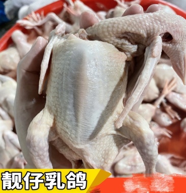[白条鸽批发]新鲜乳鸽(肉鸽)品质优,当天屠宰!广佛地区可配送上门!