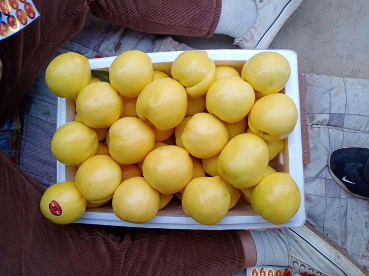 脆甜黄油桃特写