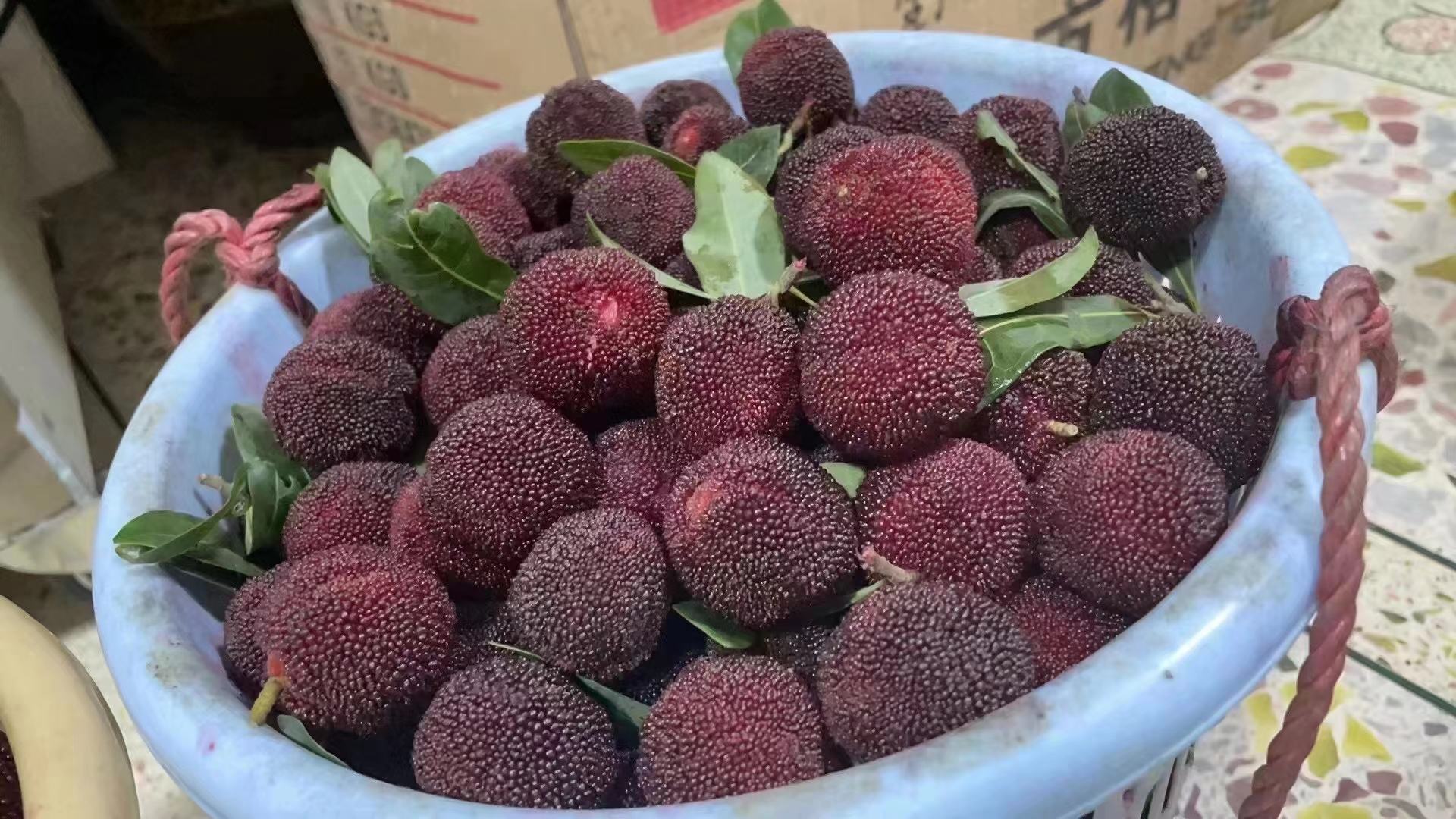 东魁杨梅果篮与采摘园