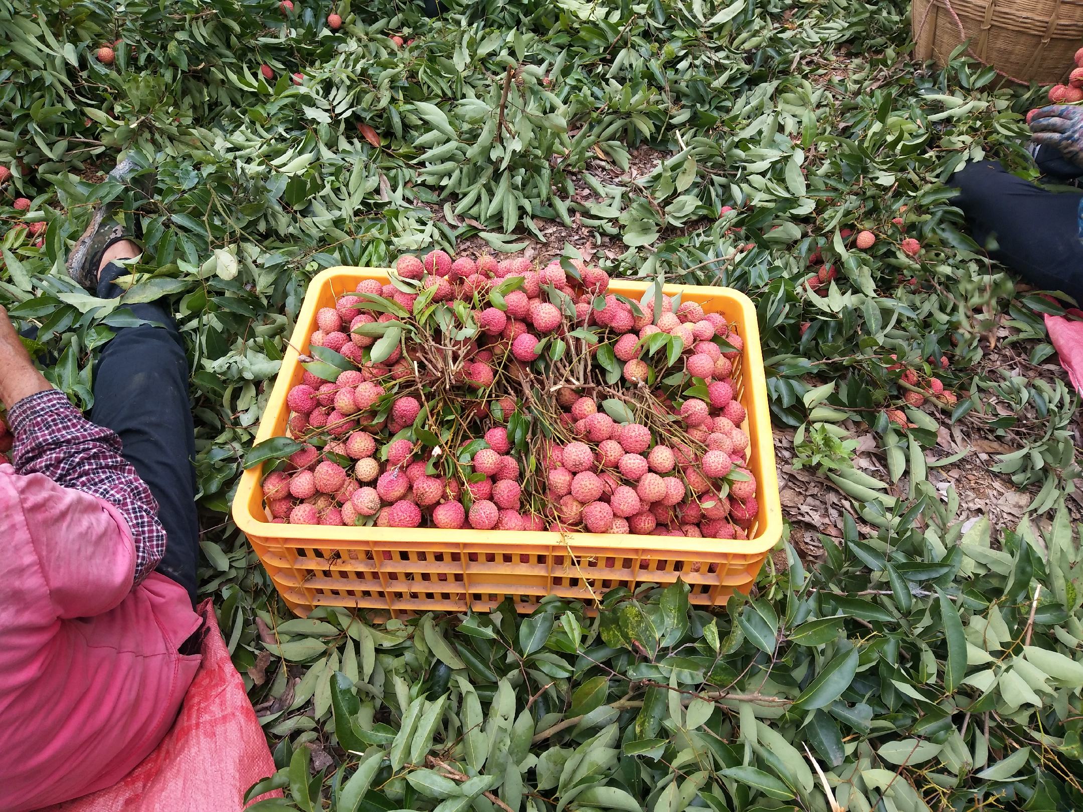 桂味荔枝采摘现场