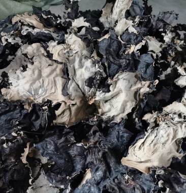 四川本地毛木耳火锅木耳大木耳全头茬大片根小无渣