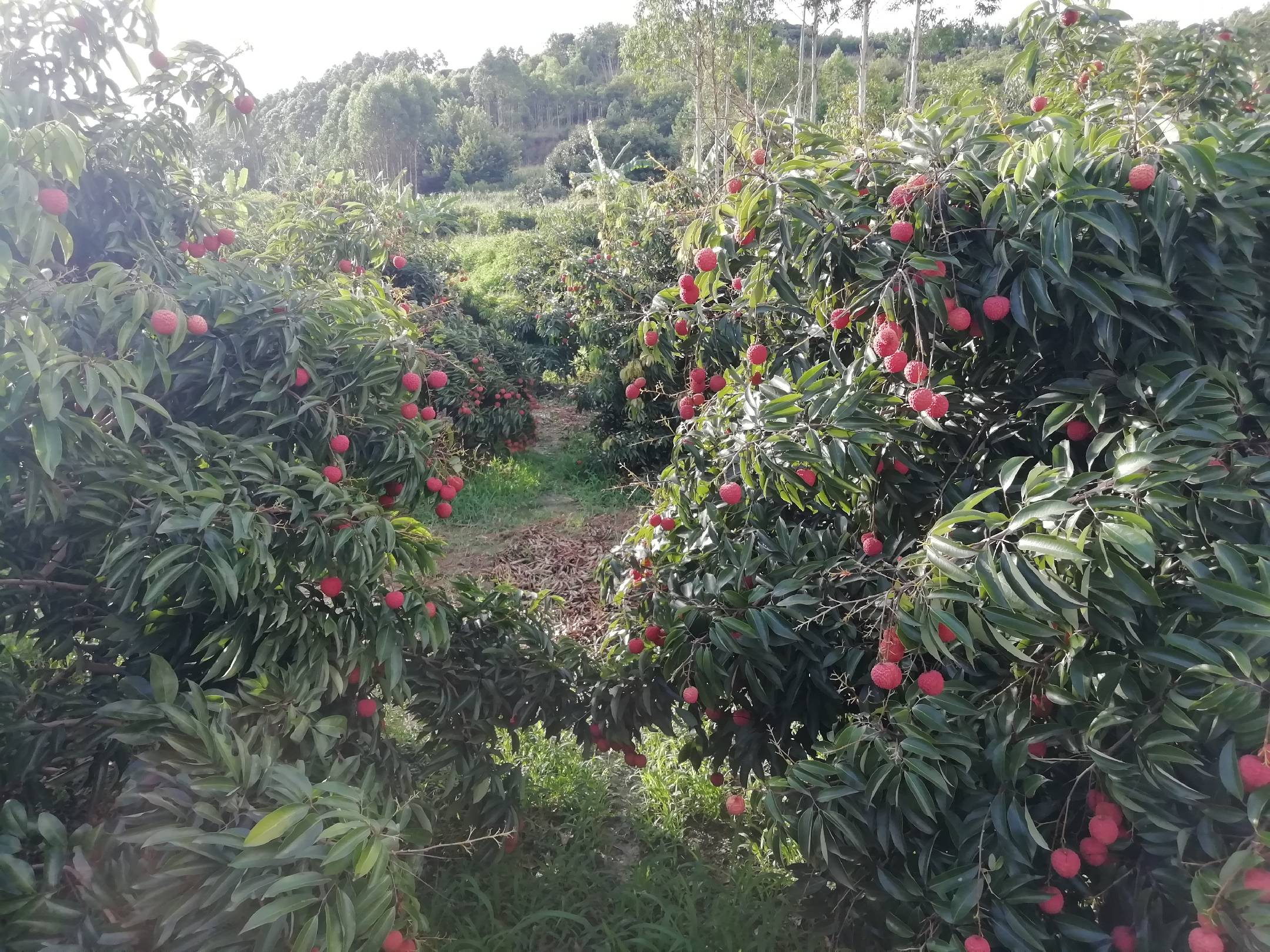 纪实风格摄影:展现岭南荔枝产区清晨采摘实景——突出‘带枝鲜采’传统工艺,强调时效性与新鲜度;果农动作娴熟,筐中果实朝向一致,体现分级初选意识 妃子笑荔枝采摘场景:清晨薄雾中,果农身着蓝布衫,手持弧形剪刀轻剪果穗,竹筐内铺满带枝鲜果,果皮红绿分明,露珠未散,地面散落少量落叶与青果