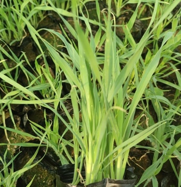 基地直供兔尾草兔尾巴草杯苗干花绿化通用