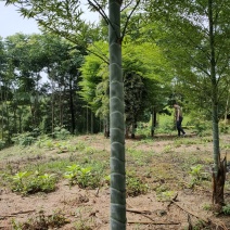 竹子竹类植物大量供应，欢迎各位新老客户联系