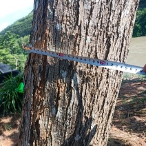 海南黄花梨厂地云南河口