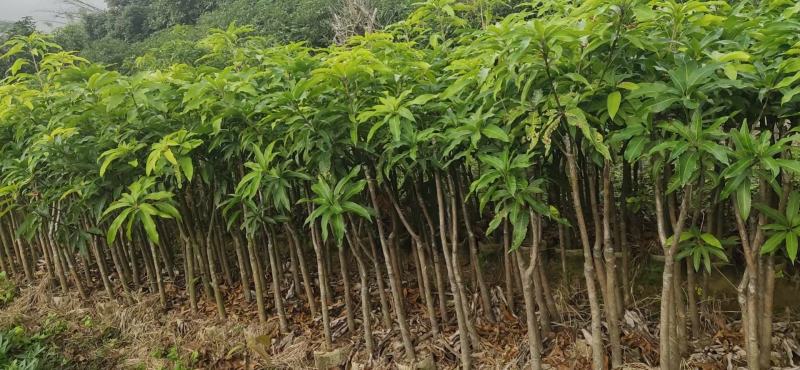 香蕉价格最新行情分析表
