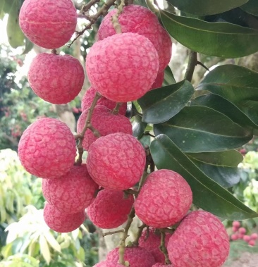广西 禾荔 桂味 荔枝王,荔枝,货源充足