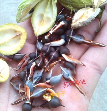 沉香种子 海南沉香 沉香树苗 沉香种子 奇楠沉香种子