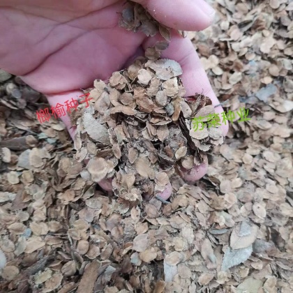 榆树种子价格行情