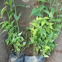 山东棣棠种植批发基地