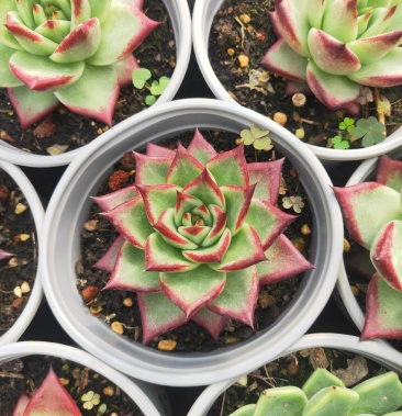 [多肉植物批发]红檀价格9.00元/棵 - 一亩田