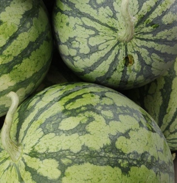 [麒麟西瓜批发]北京顺义区麒麟瓜大瓜价格1.70元/斤 - 一亩田
