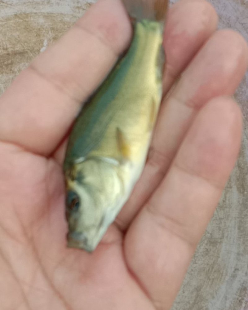 裸鲤鱼苗,长势快,抗病力强,适应性广,规格齐全.