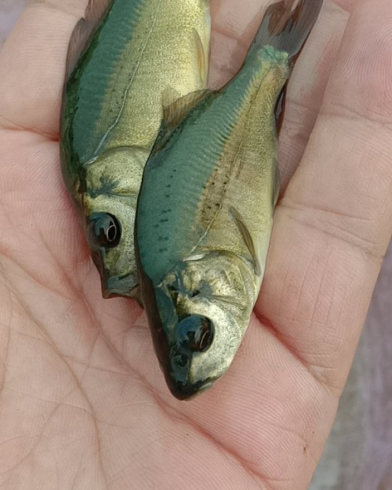 裸鲤鱼苗,长势快,抗病力强,适应性广,规格齐全.