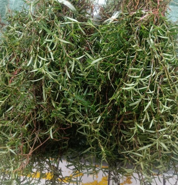 云南普洱野生白花蛇舌草鲜货