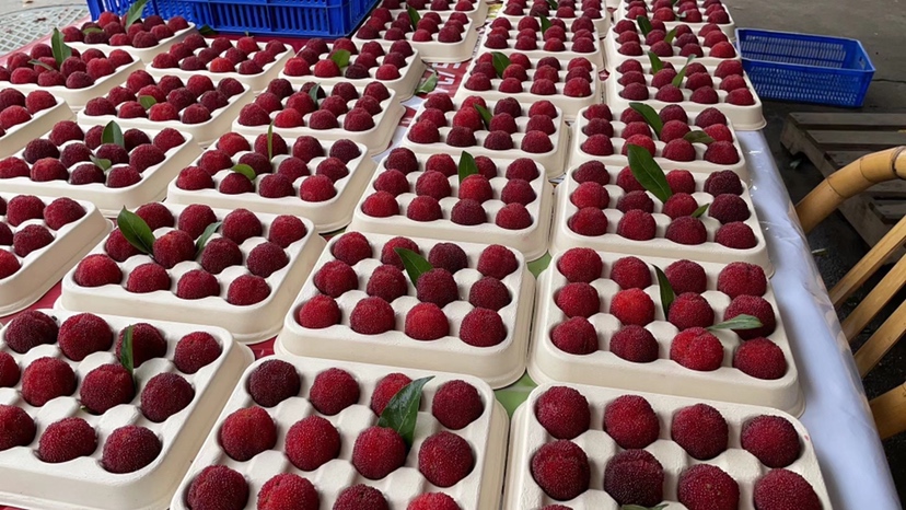 东魁杨梅酒成品展示