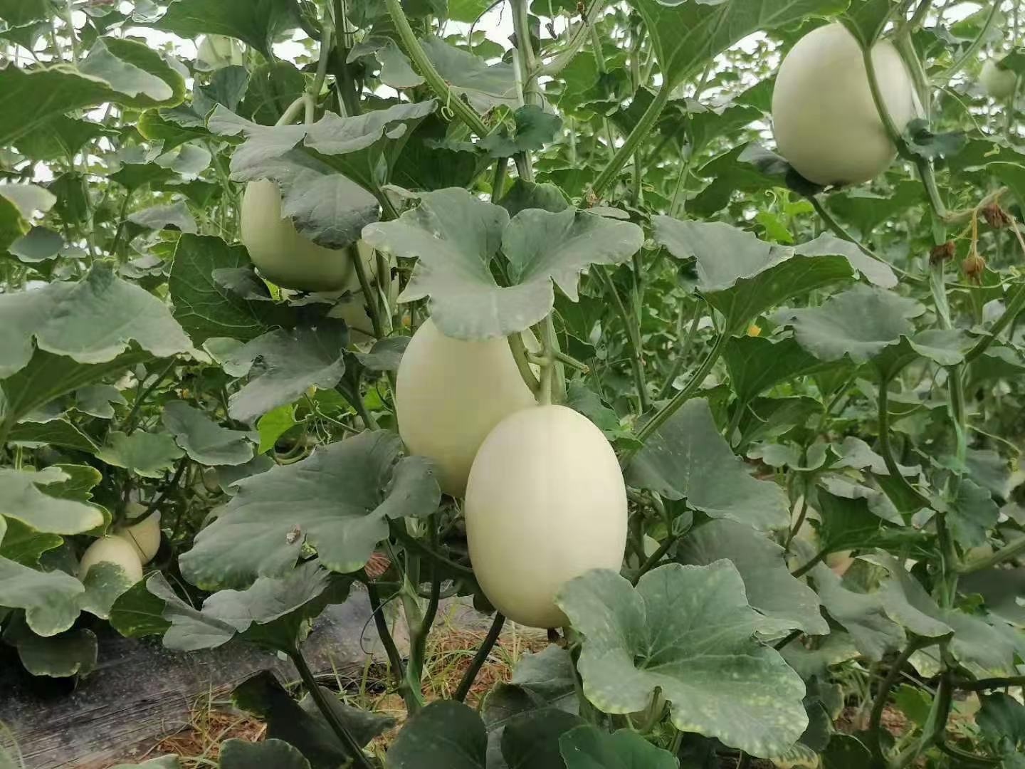 翠梨甜瓜田间生长实景