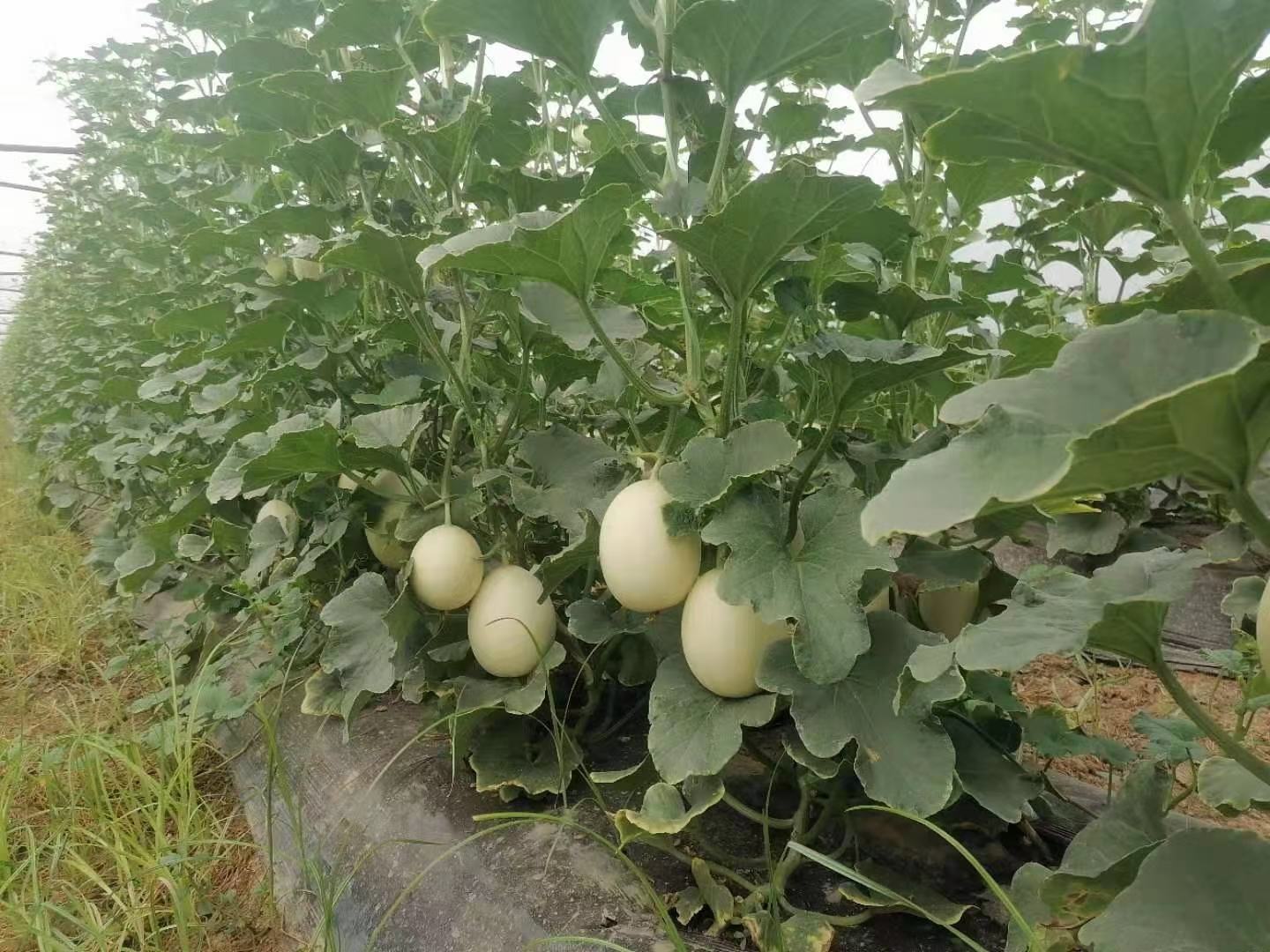 翠梨甜瓜种植基地实景图