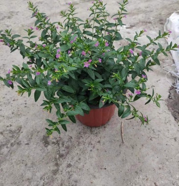 [满天星批发]满天星常年生宿根价格0.80元/棵 - 一亩田